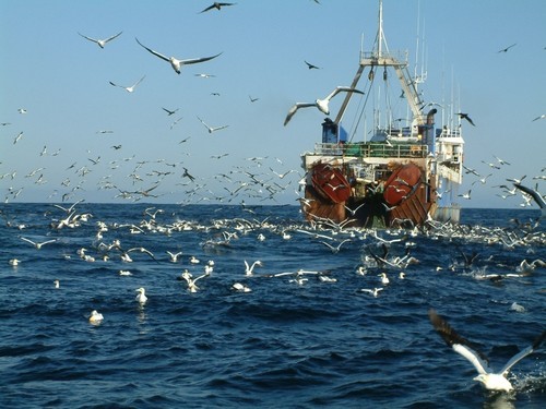 Fish Trawler followed by thousands of birds © SW